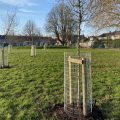 Newly planted trees at Greenway Recreation Ground, Taunton Picture: Somerset Council