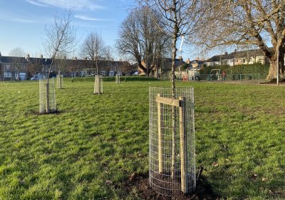 Newly planted trees at Greenway Recreation Ground, Taunton Picture: Somerset Council