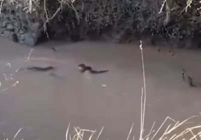 The Somerset Wildlife Trust said the video highlights the need to look after waterways in the county Picture: Somerset Wildlife Trust