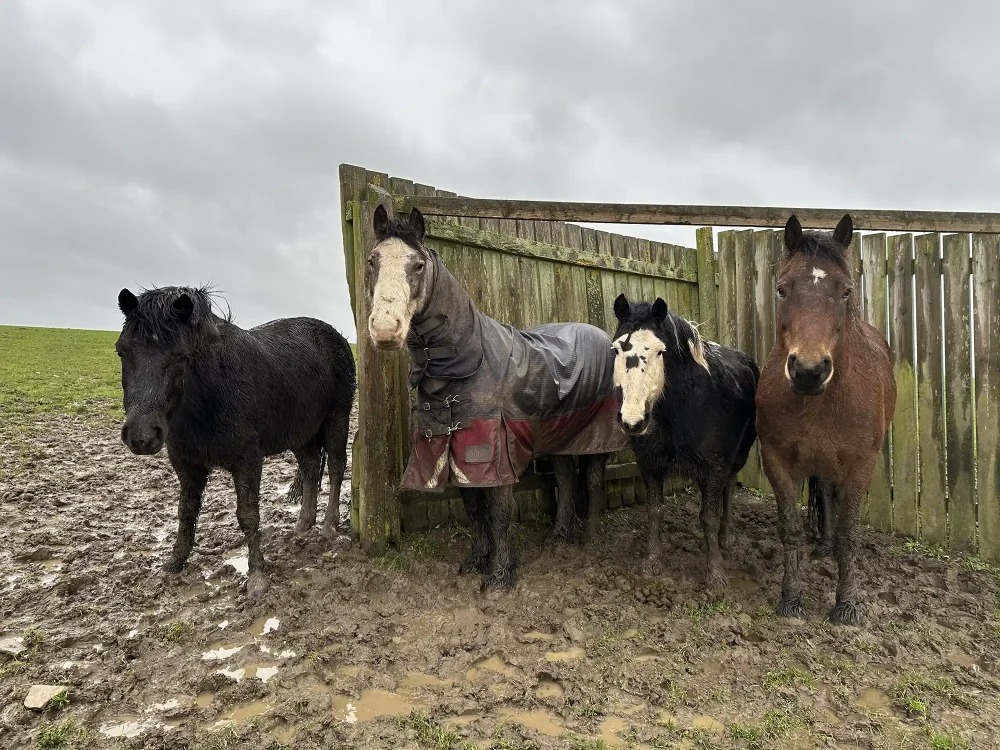 Socks, Teddy, Jerry and Max weathering the storm at Glenda Spooner Farm, near Somerton. Picture: World Horse Welfare