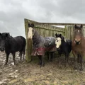 Socks, Teddy, Jerry and Max weathering the storm at Glenda Spooner Farm, near Somerton. Picture: World Horse Welfare