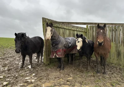 Socks, Teddy, Jerry and Max weathering the storm at Glenda Spooner Farm, near Somerton. Picture: World Horse Welfare