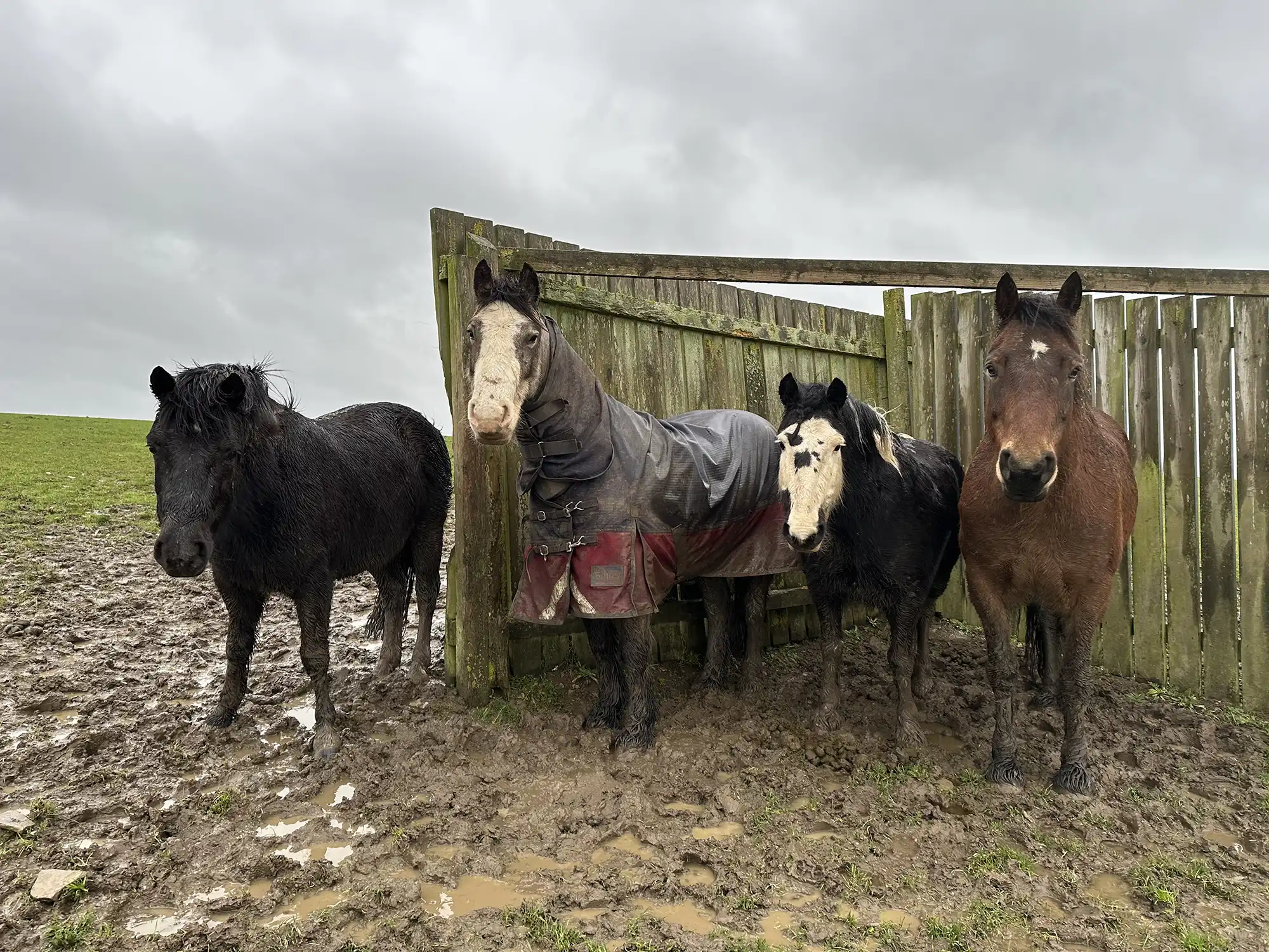 Socks, Teddy, Jerry and Max weathering the storm at Glenda Spooner Farm, near Somerton. Picture: World Horse Welfare