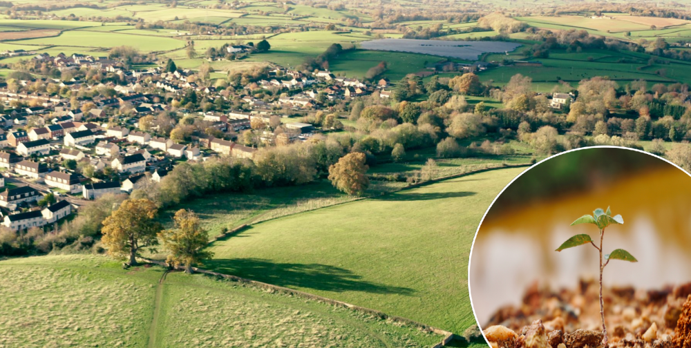 The project kicked off in December with 700 trees planted - however these have since been vandalised Picture: Wellington Town Council