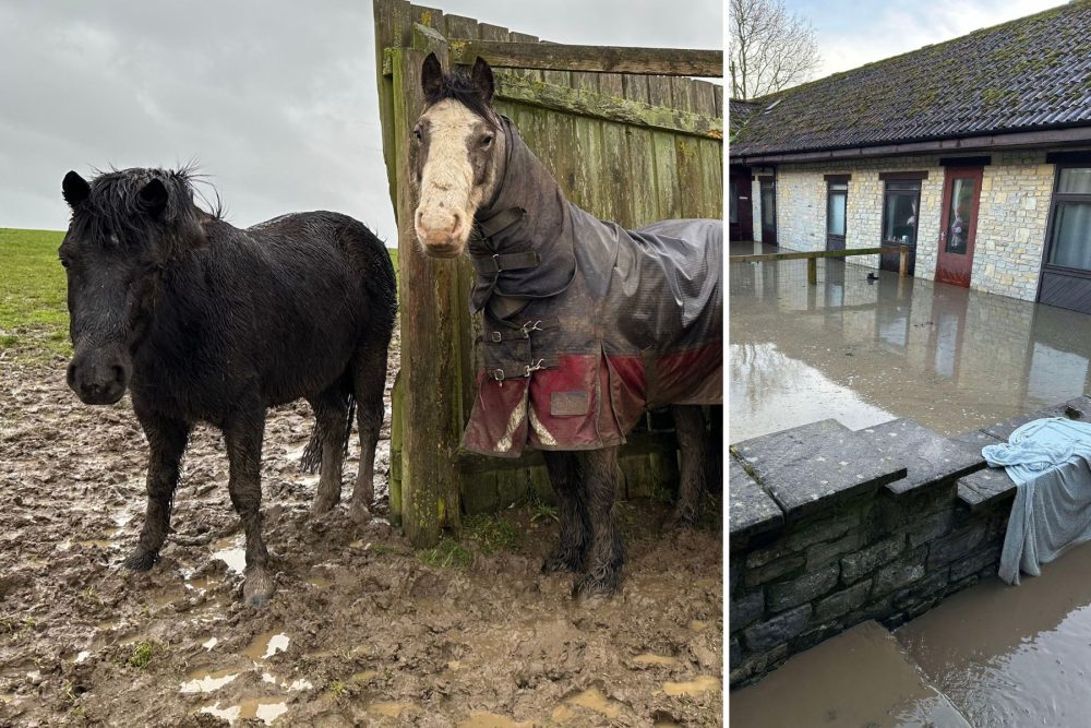 Horses are dealing with the wet weather at World Horse Welfare, near Somerton, which saw accommodation flooded, right