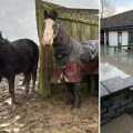 Horses are dealing with the wet weather at World Horse Welfare, near Somerton, which saw accommodation flooded, right