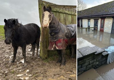 Horses are dealing with the wet weather at World Horse Welfare, near Somerton, which saw accommodation flooded, right