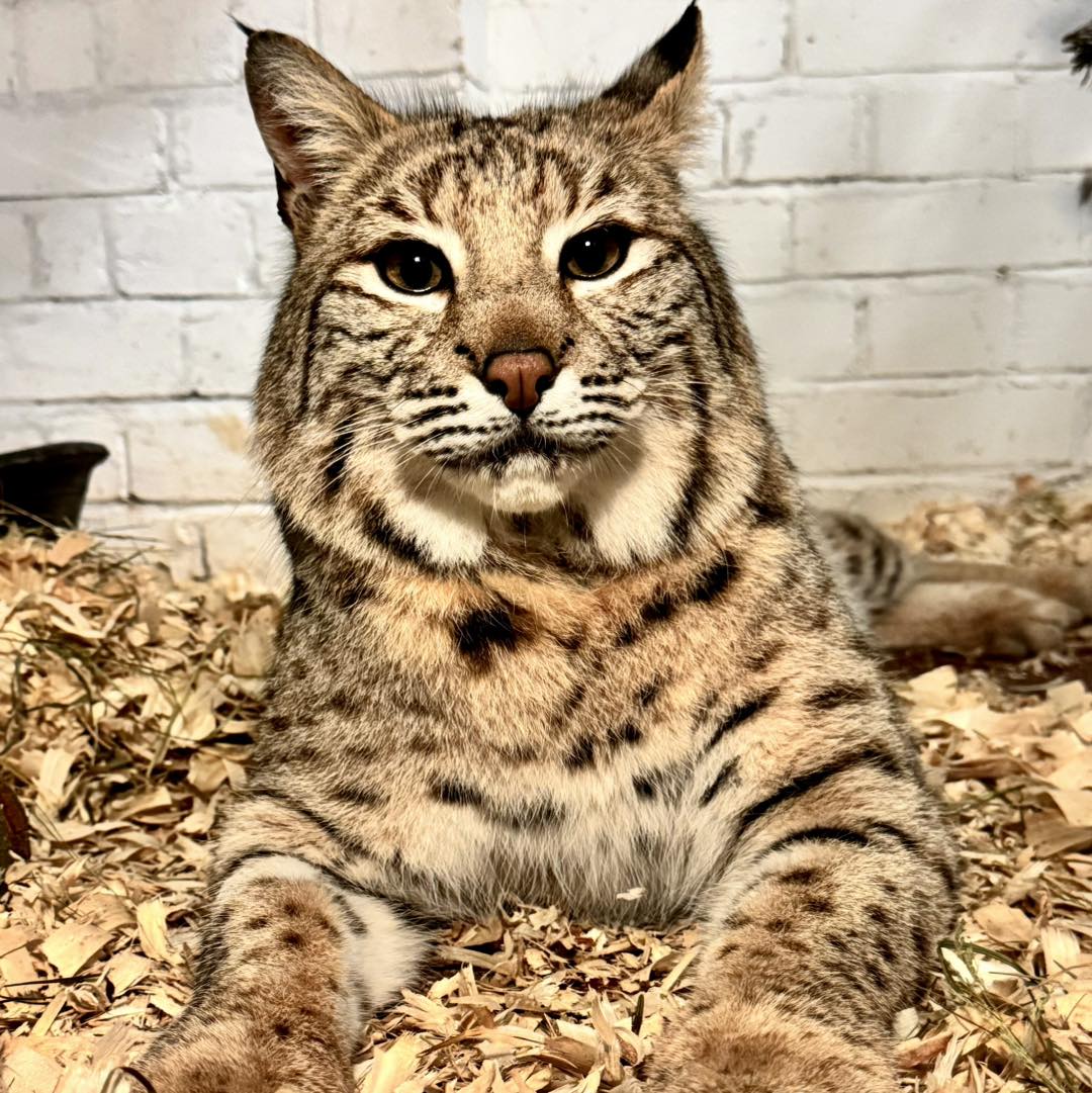 Bode joined the zoo in January Picture: Tropiquaria Zoo