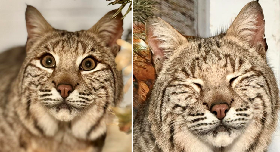 Bode will soon have a permanent home created at Tropiquaria Zoo Picture: Tropiquaria Zoo