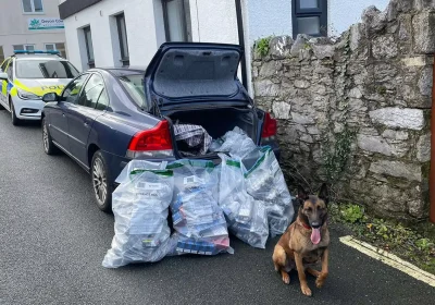 Sniffer dog Bellatrix took part in the operation. Picture: Trading Standards