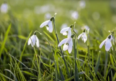The Yeo Valley Organic Garden will be a feast of snowdrops! Picture: Yeo Valley Organic Garden