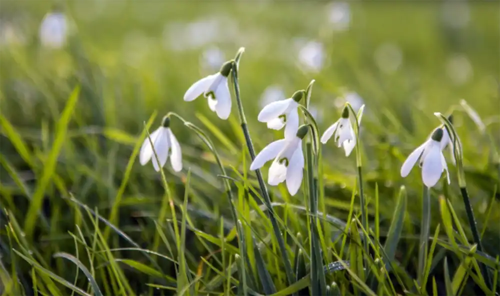 The Yeo Valley Organic Garden will be a feast of snowdrops! Picture: Yeo Valley Organic Garden