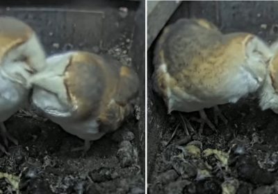 Somerset Wildlife Trust is hoping the pair will welcome more owlets soon Pictures: Somerset Wildlife Trust