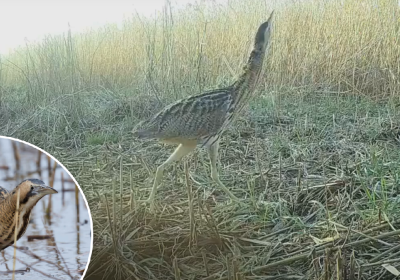 The three birds were caught on camera last month Picture: Somerset Wildlife Trust