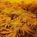 Cannabis plants that were seized in Weston-super-Mare in September 2024 Picture: Avon and Somerset Police
