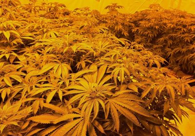 Cannabis plants that were seized in Weston-super-Mare in September 2024 Picture: Avon and Somerset Police