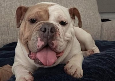 Nala (pictured) is one of 40 pets looking for a forever home Picture: St Giles