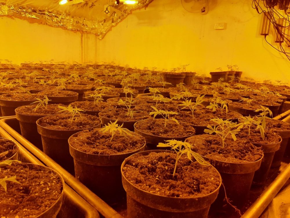 The large-scale cannabis growth was destroyed by police Picture: Avon and Somerset Police