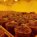 The large-scale cannabis growth was destroyed by police Picture: Avon and Somerset Police