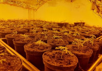 The large-scale cannabis growth was destroyed by police Picture: Avon and Somerset Police