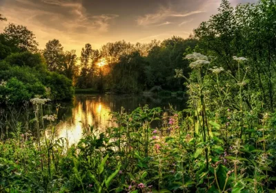 The proposed PSPO would ban dogs from part of Yeovil Country Park. Picture: Somerset Council