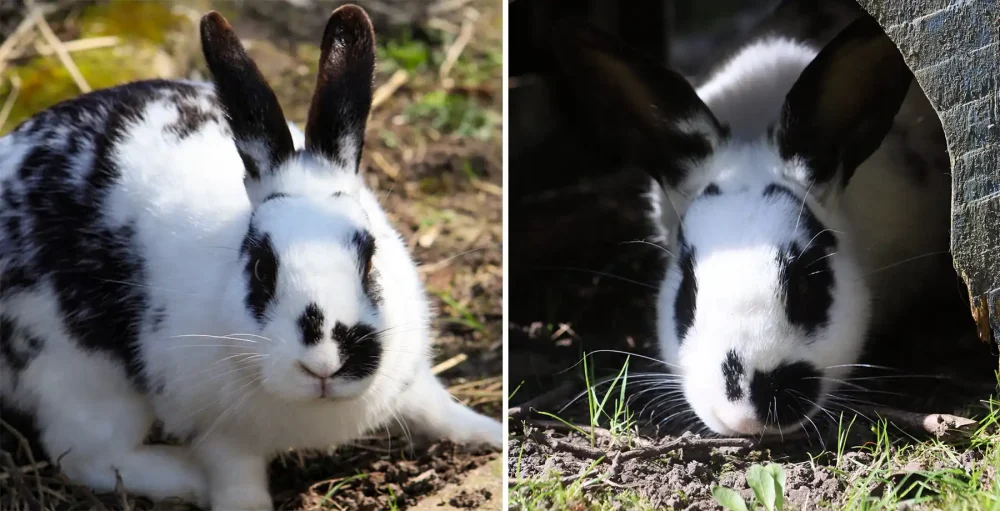 Bunnies Brizzel, left, and Brunel were dubbed 'not cute enough' by pet seekers. Pictures: Ferne Animal Sanctuary