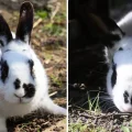 Bunnies Brizzel, left, and Brunel were dubbed 'not cute enough' by pet seekers. Pictures: Ferne Animal Sanctuary