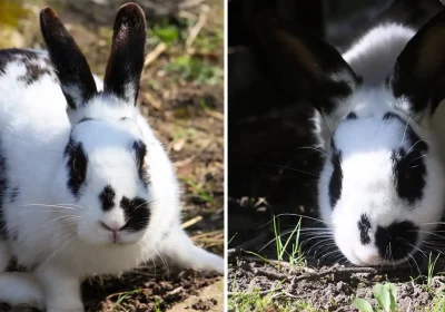 Bunnies Brizzel, left, and Brunel were dubbed 'not cute enough' by pet seekers. Pictures: Ferne Animal Sanctuary