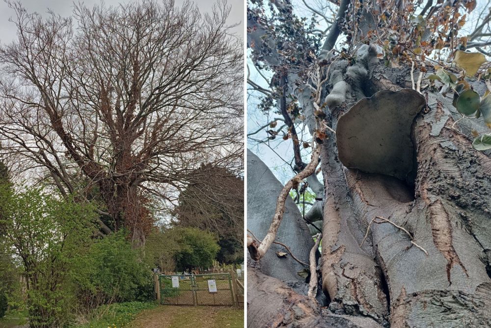 The tree, in Yeovil Country Park, has been invaded by fungus