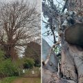 The tree, in Yeovil Country Park, has been invaded by fungus