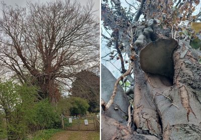 The tree, in Yeovil Country Park, has been invaded by fungus