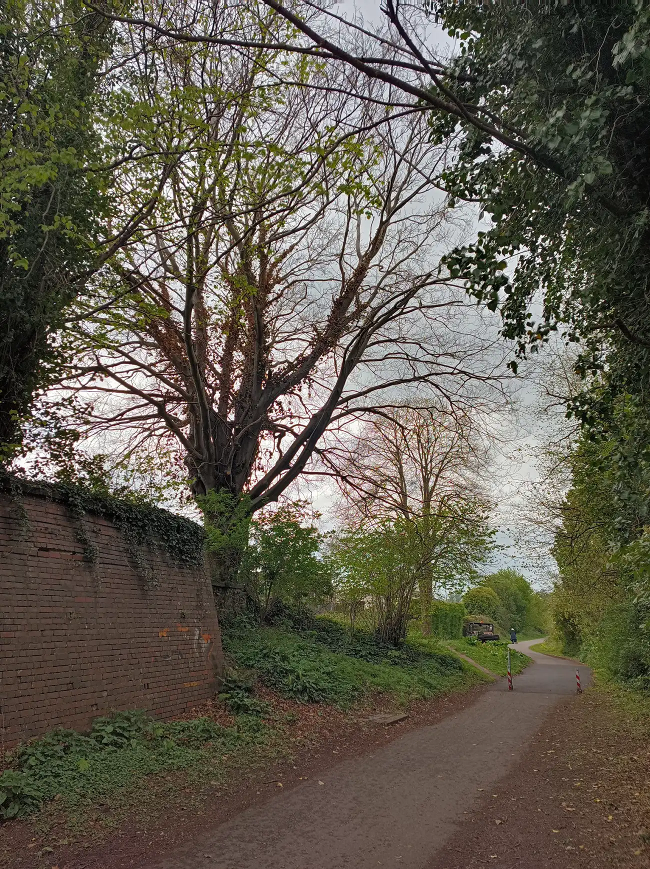 The tree, in Yeovil Country Park, has been invaded by fungus