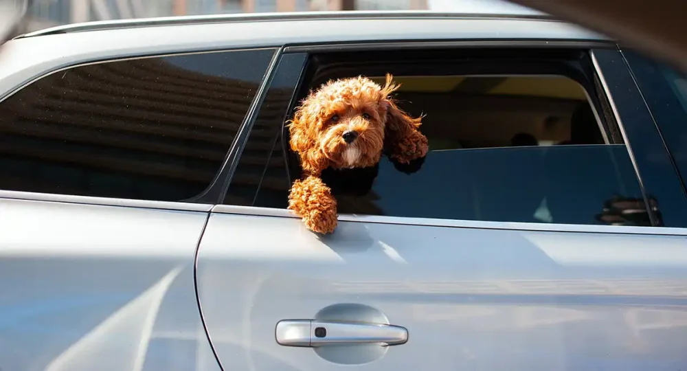 People are being warned not to leave dogs in hot cars. Picture: EddieK/Pixabay