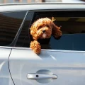 People are being warned not to leave dogs in hot cars. Picture: EddieK/Pixabay