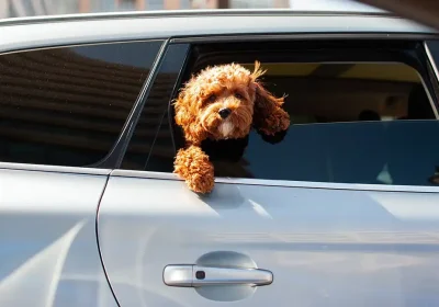 People are being warned not to leave dogs in hot cars. Picture: EddieK/Pixabay