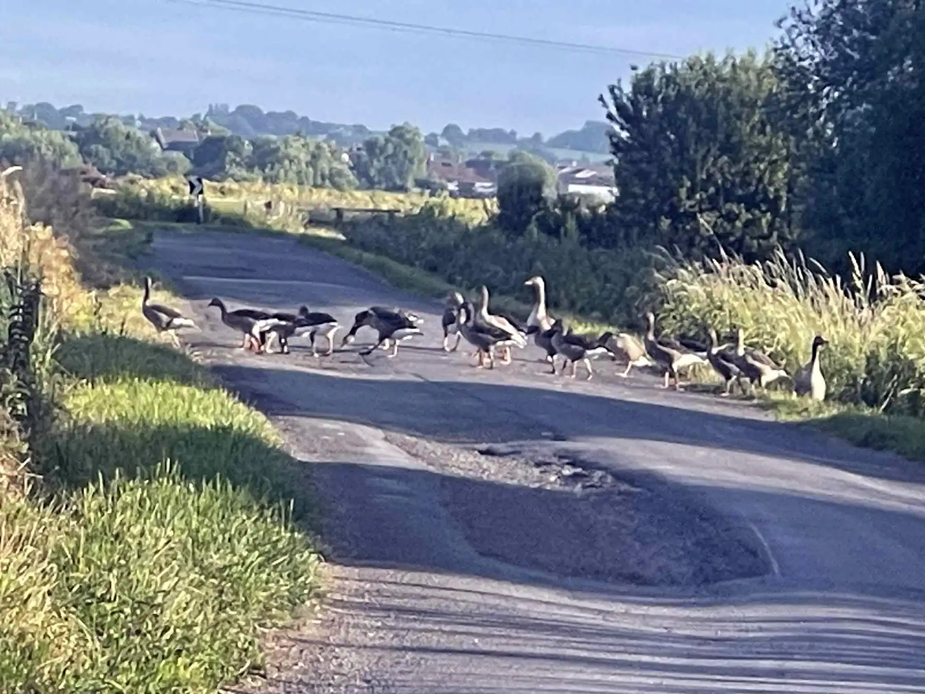 The gaggle crossing the road... 