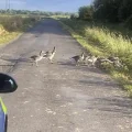 The gaggle of geese stopped police in their tracks at Westhay Moor. Pictures: Avon & Somerset Police