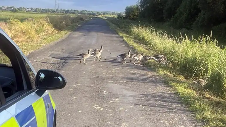 The gaggle of geese stopped police in their tracks at Westhay Moor. Pictures: Avon & Somerset Police