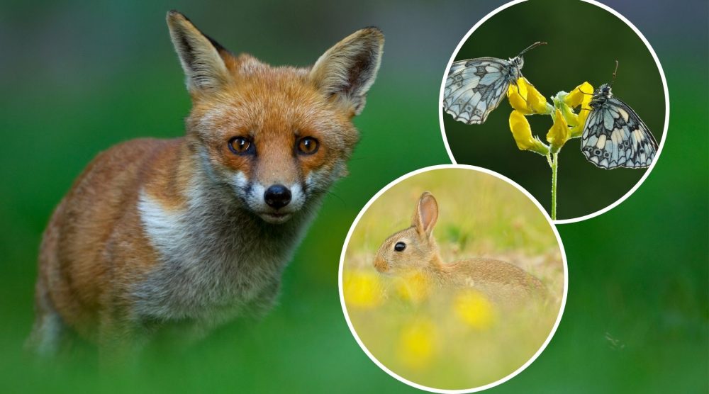People are being urged to record the wildlife in their gardens, as well as parks and elsewhere in Somerset. Pictures: SWT/Danny Green/Fergus Gill/Guy Edwardes