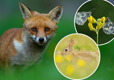 People are being urged to record the wildlife in their gardens, as well as parks and elsewhere in Somerset. Pictures: SWT/Danny Green/Fergus Gill/Guy Edwardes