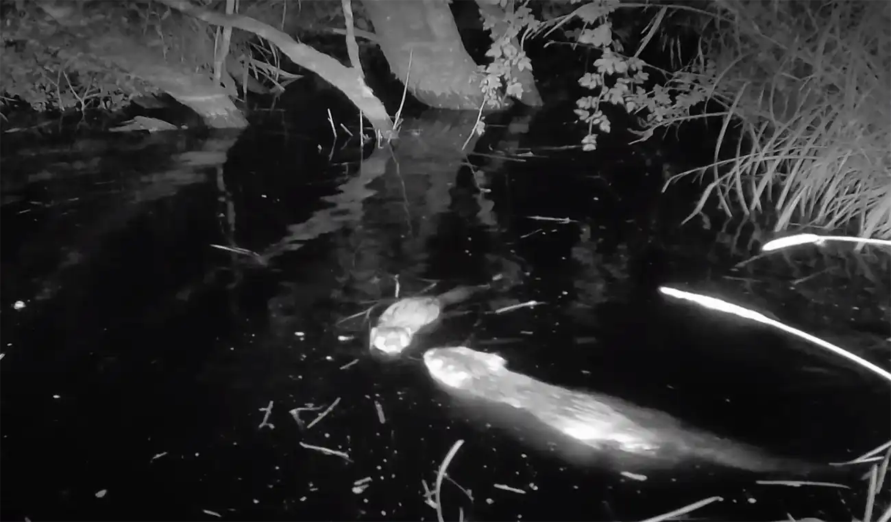 The baby beaver - known as a kit - swimming alongside what is presumed to be its mother. Picture: Heal Somerset