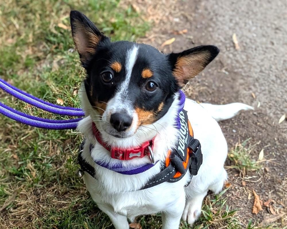 The cost of the surgery is £1,200 Picture: St Giles