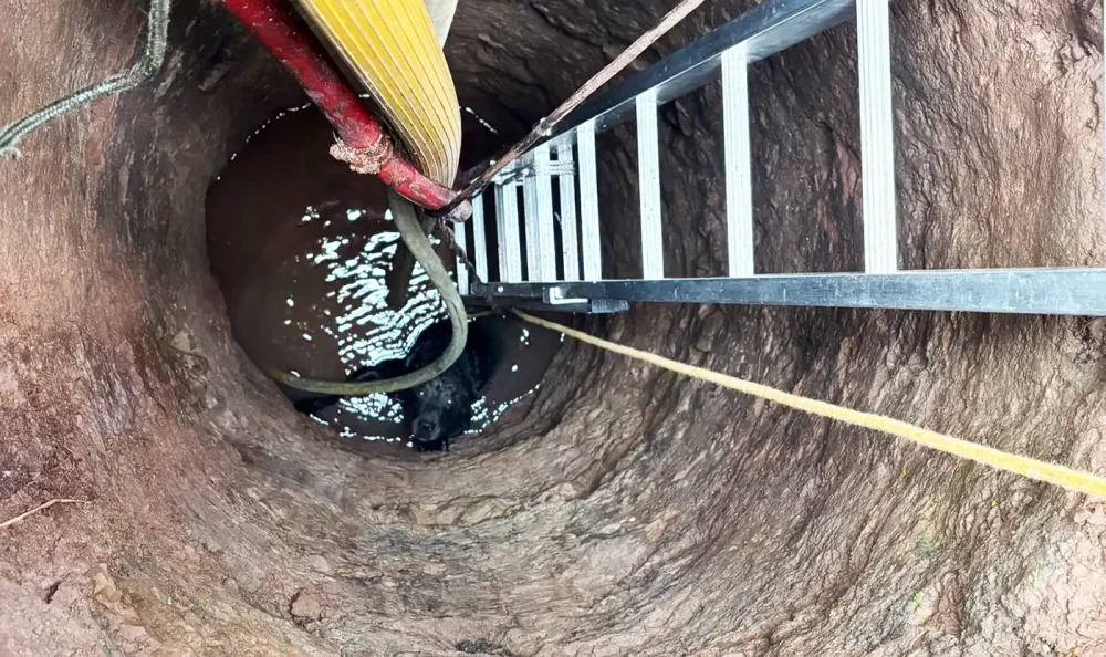 Jackson the black Lab was rescued from the well by firefighters. Picture: Taunton Fire Station