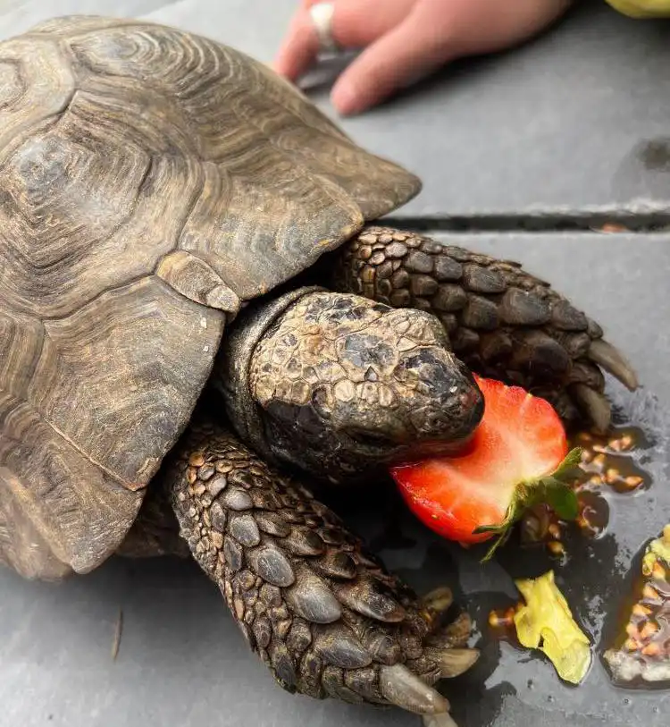 Tortellini the tortoise was rehomed in 2018 - and is doing well. Picture: Ferne Animal Sanctuary