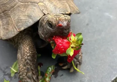 Tortellini the tortoise was rehomed in 2018 - and is doing well. Picture: Ferne Animal Sanctuary