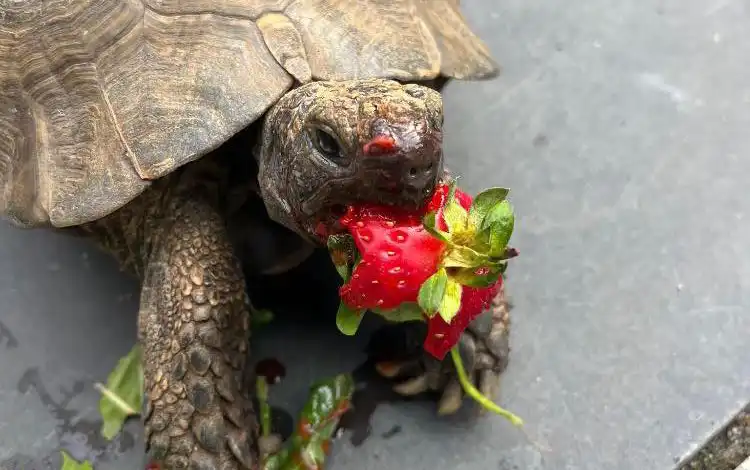 Tortellini the tortoise was rehomed in 2018 - and is doing well. Picture: Ferne Animal Sanctuary
