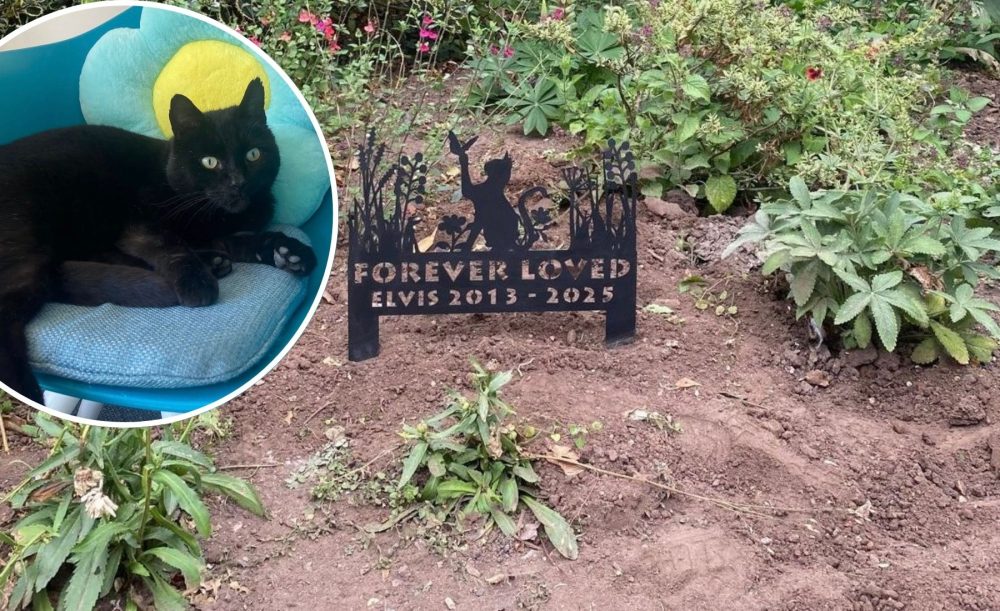 Elvis, inset, was a popular Wellington resident. Pictures: Nook & Cranny/Wellington Town Council