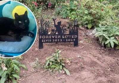 Elvis, inset, was a popular Wellington resident. Pictures: Nook & Cranny/Wellington Town Council