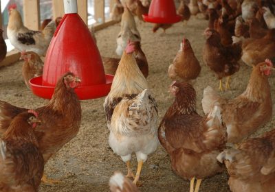 A case of bird flu has been detected in poultry near Dulverton, Somerset. Picture: Pixabay