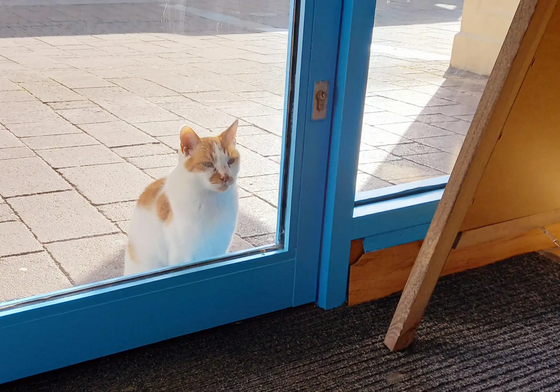 Frodo waiting outside for the Frome store to re-open... 